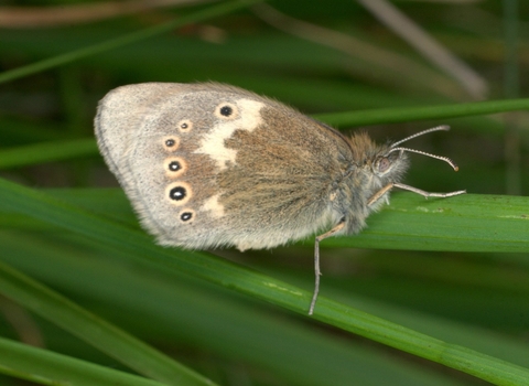 A large heath butterfly resting on a grass stem