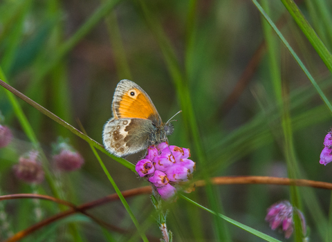 A large heath butterfly nectaring on a heather flower
