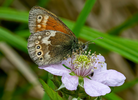 A large heath butterfly feeding on nectar from a flower