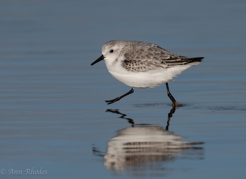 sanderling