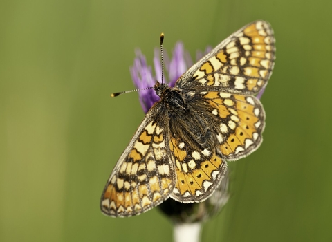 Marsh fritillary