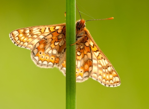 marsh fritillary